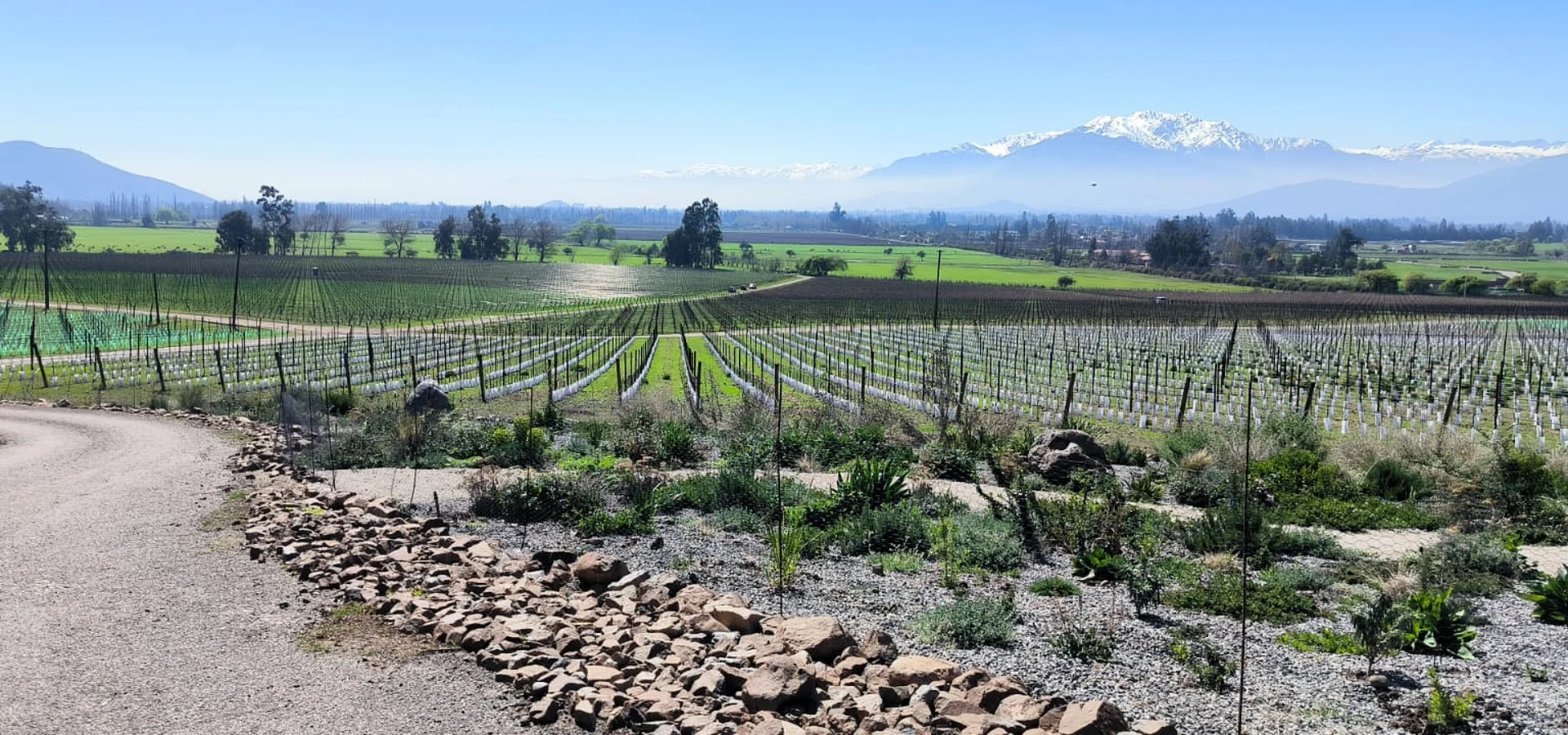 Viñedos de Viña Haras de Pirque con la cordillera de los Andes